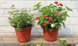 枣庄小三被爆料视频最新,真相与争议交织的舆论漩涡”